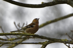 Male Chaffinch in Tree