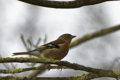 Male Chaffinch in Tree