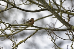 Male Chaffinch in Tree