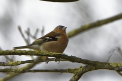 Male Chaffinch in Tree