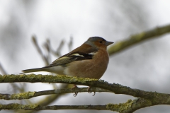 Male Chaffinch in Tree