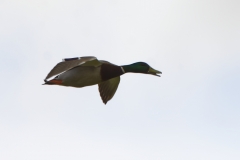 Male Mallard in Flight