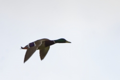 Male Mallard in Flight