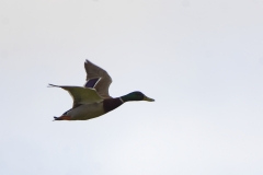 Male Mallard in Flight