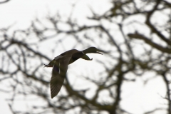 Male Mallard in Flight