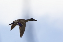 Male Mallard in Flight