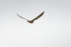 Male Kestrel in Flight