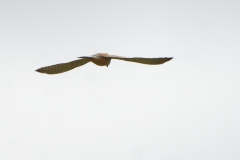 Male Kestrel in Flight