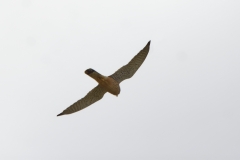 Male Kestrel in Flight