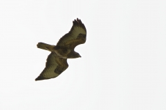 Buzzard in Flight