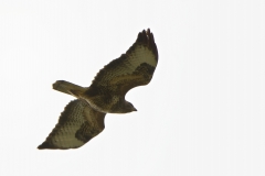 Buzzard in Flight