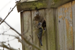 Blue Tit on Nest Box