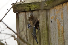 Blue Tit on Nest Box