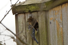 Blue Tit on Nest Box