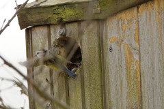 Blue Tit in Flight