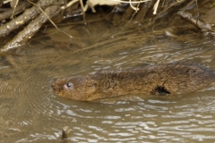 Water Vole Swimming