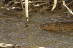 Water Vole Swimming