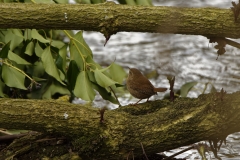 Wren