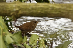 Wren