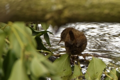 Wren