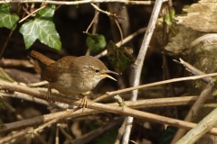 Wren