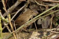 Wren