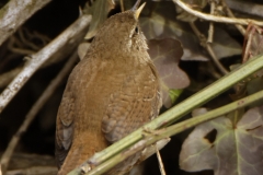 Wren