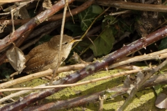 Wren