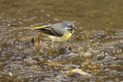 Male Grey Wagtail in River