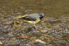 Male Grey Wagtail in River