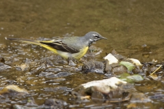 Male Grey Wagtail in River