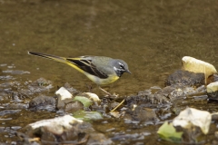 Male Grey Wagtail in River