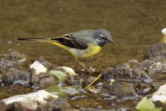 Male Grey Wagtail in River