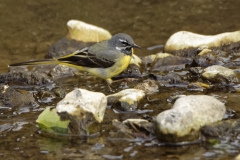 Male Grey Wagtail in River