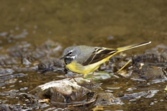 Male Grey Wagtail in River