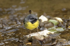 Male Grey Wagtail in River