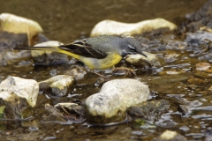 Male Grey Wagtail in River