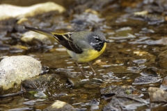 Male Grey Wagtail in River