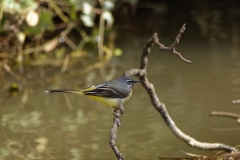 Male Grey Wagtail on branch over River