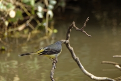 Male Grey Wagtail on branch over River