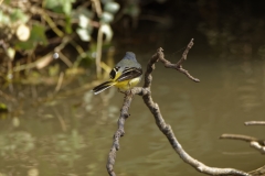 Male Grey Wagtail on branch over River