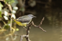 Male Grey Wagtail on branch over River