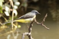 Male Grey Wagtail on branch over River