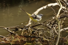 Male Grey Wagtail on branch over River