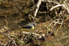 Male Grey Wagtail on branch over River