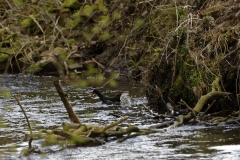 Moorhen dropping into river