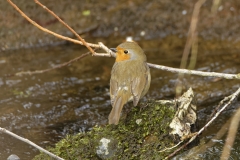 Robin Back view