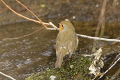 Robin Back view