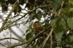 Robin Front view