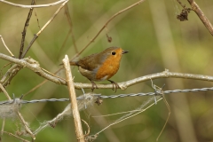 Robin Front view